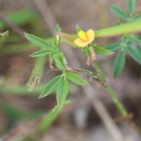 Stylosanthes guianensis (Aubl.) Sw.